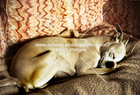 whippet asleep on a sofa