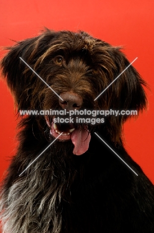 German Wirehaired Pointer isolated on a red background