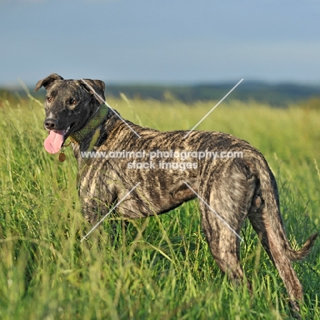 Lurcher standing in long grass