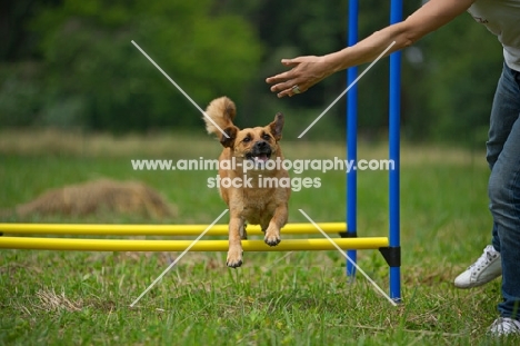 small mongrel dog jumping across an obstacle, guided by trainer