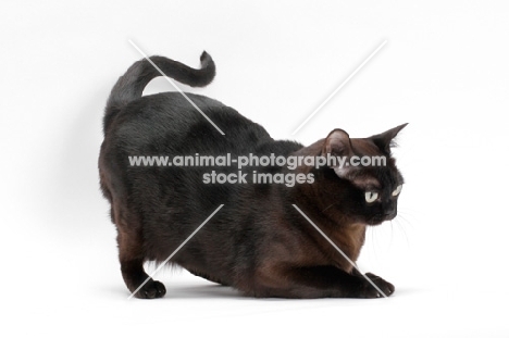 sable Burmese cat on white background bowing