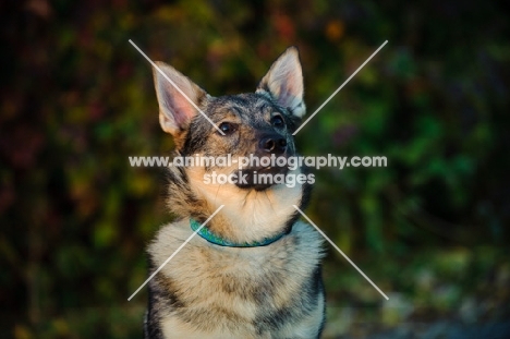 Swedish Vallhund