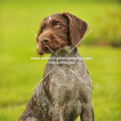 German Pointer 