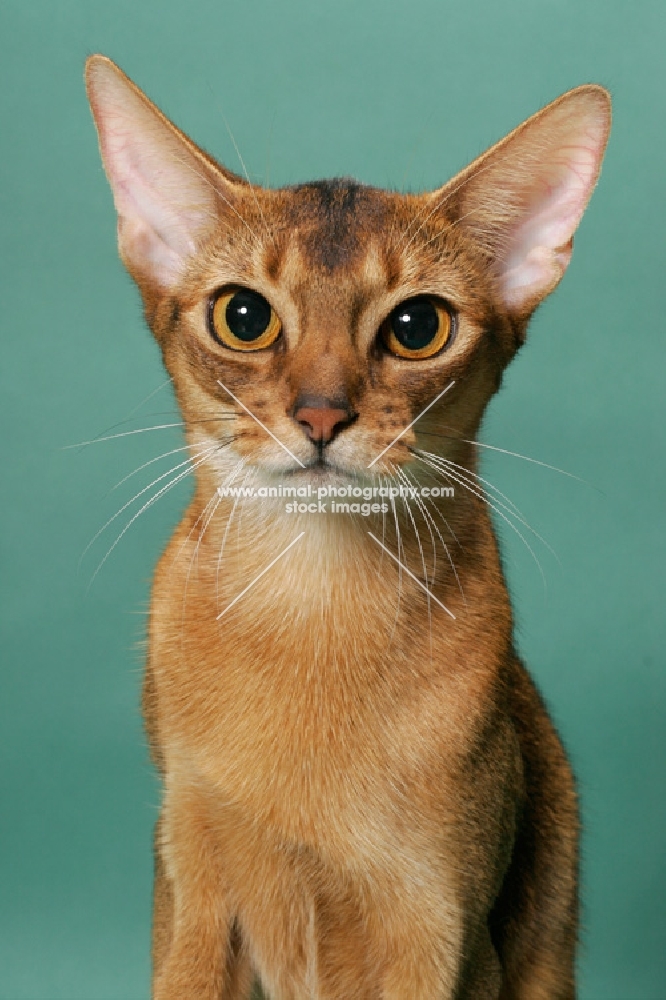1 year old ruddy (usual) Abyssinian cat, portrait