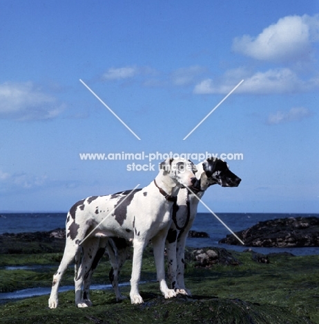 ch summary of leesthorphill, two great danes standing on rocks by the sea