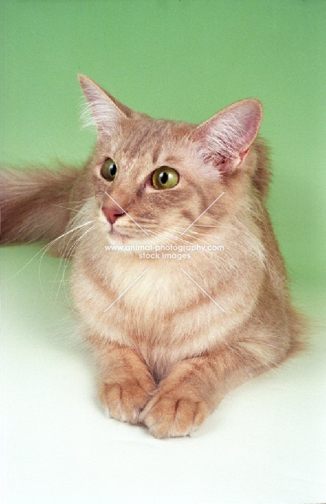 Caramel shaded Oriental Longhair (aka Javanese or Angora)