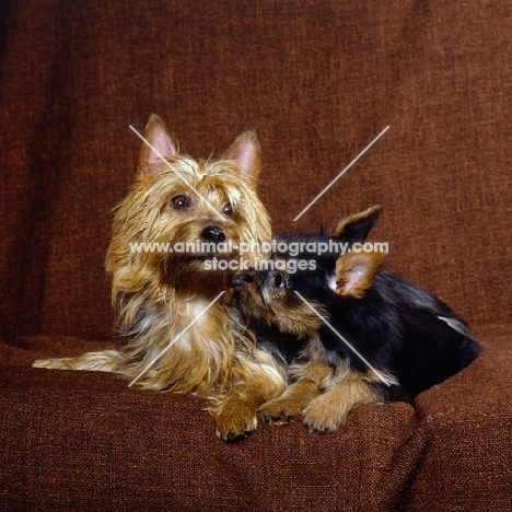 australian terrier and puppy lying on a chair