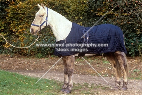 cob wearing a quilted lined rug