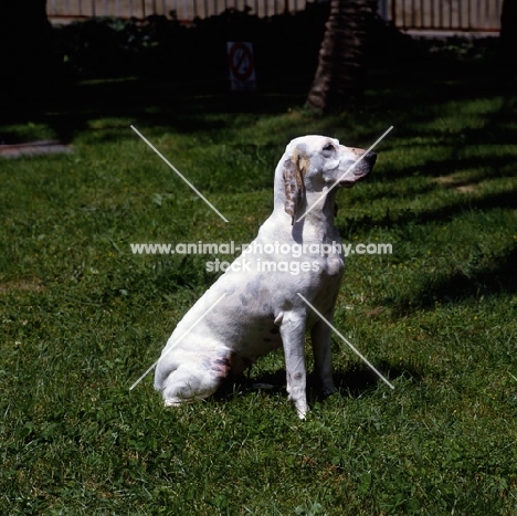 porcelaine on grass