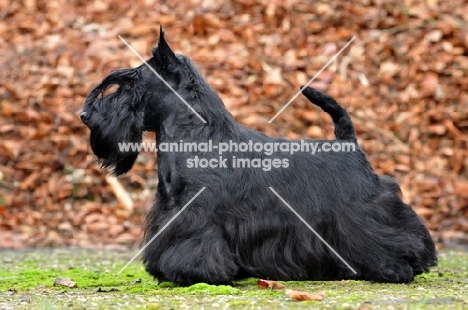 Scottish Terrier