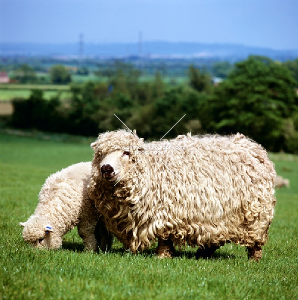 greyface dartmoor ewe and her lamb