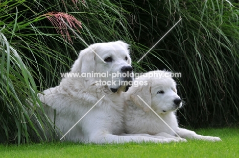 Polish Tatra Herd Dog