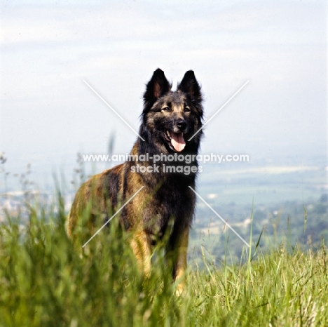 looking up at tervueren in grass