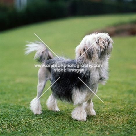 littlecourt akela, lowchen standing on short grass