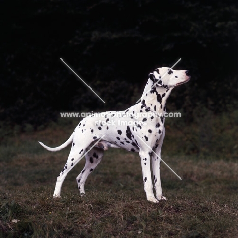 ch duxfordham prince tarquin, dalmatian standing in a field, reversed,