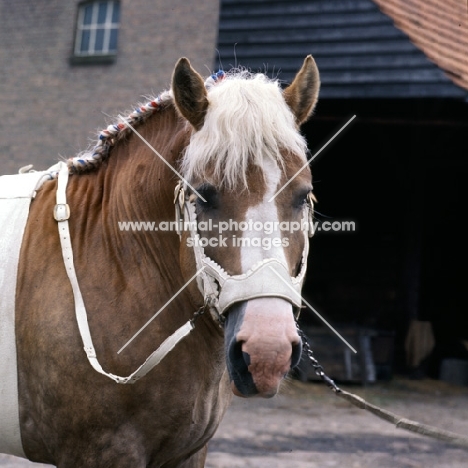 Herman van Halfweg,  Dutch Draught Horse, head shot