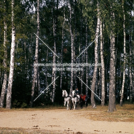 pair of orlov trotters, driven in moscow forest