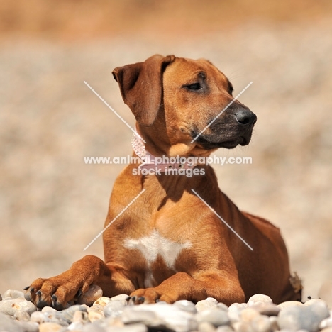 rhodesian ridgeback puppy relaxing on a pebble beach