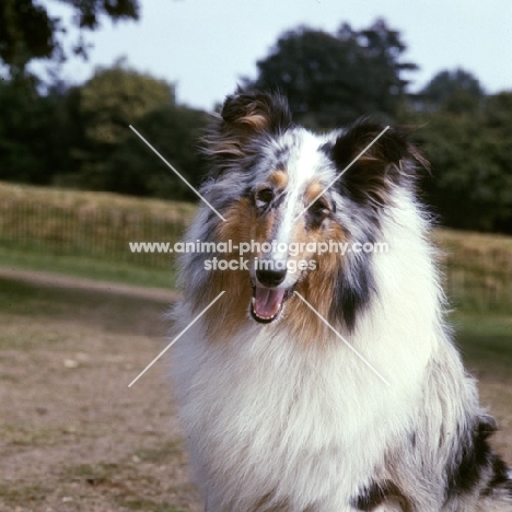 blue merle rough collie, portrait