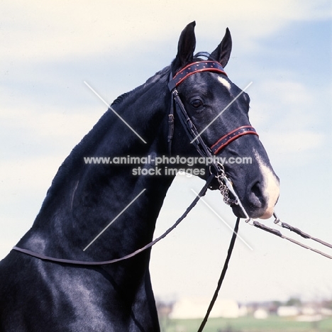 Jamestown, American Saddlebred head study 