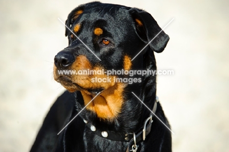 Rottweiler looking away