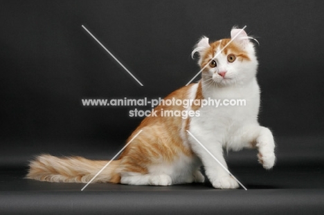 Red Mackerel Tabby & White American Curl, one leg up