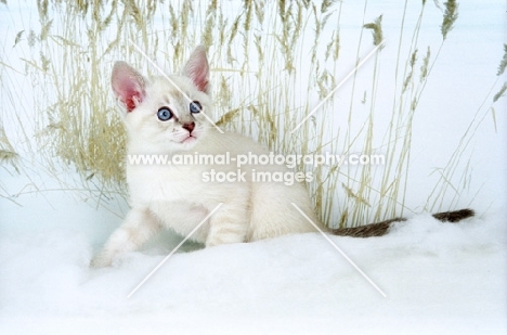 Snowshoe kitten in snow