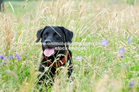 Black Labrador sitting in Long grass, panting.