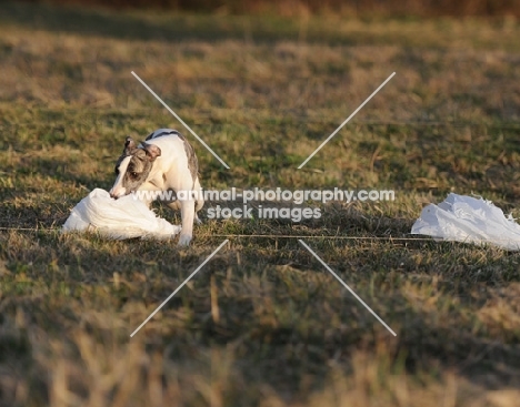mongrel dog in field pulling cloth