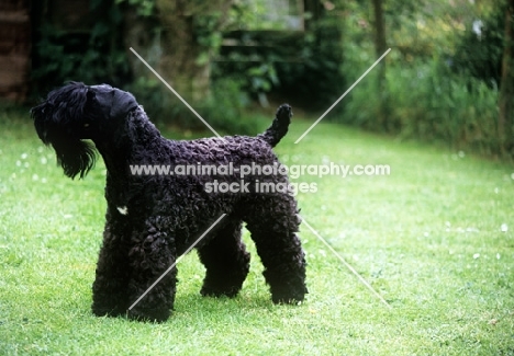 kerry blue terrier