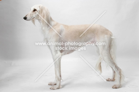 Saluki posed in studio