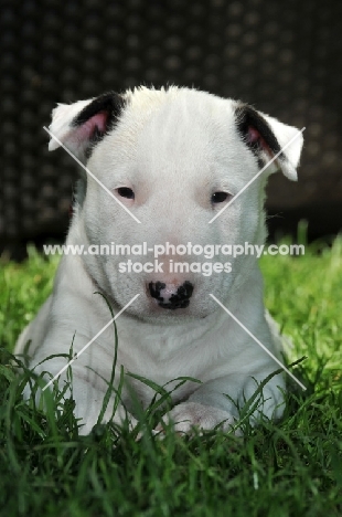 very young Bull Terrier puppy on grass