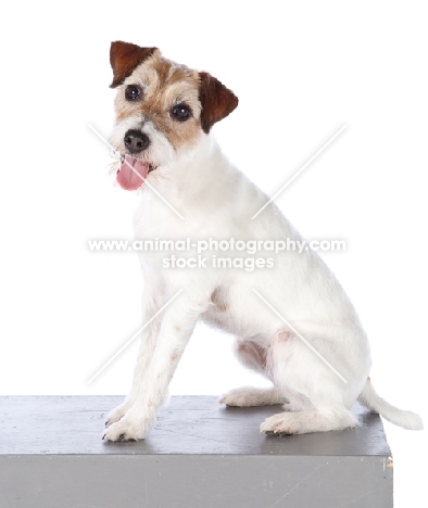 jack russell terrier sitting down on table