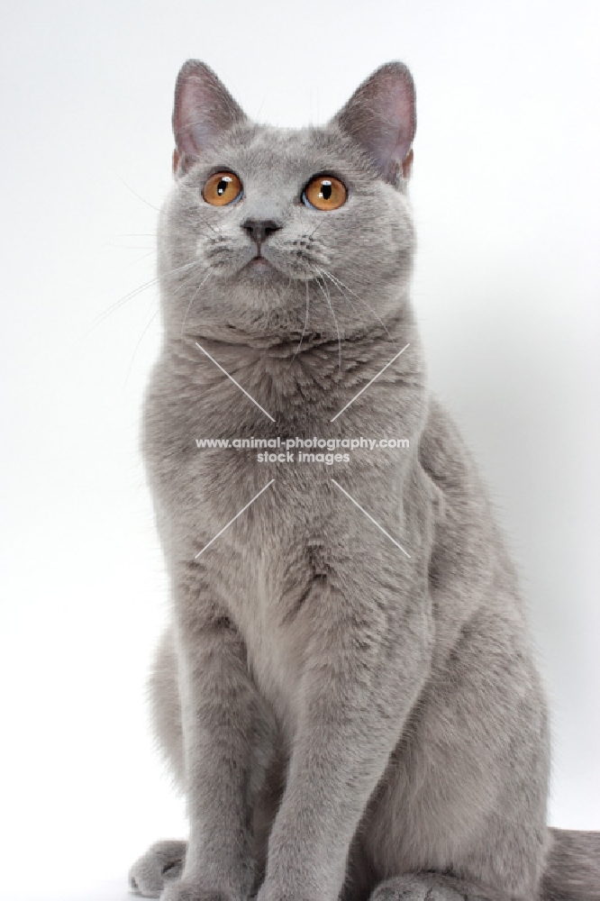 chartreux cat looking up