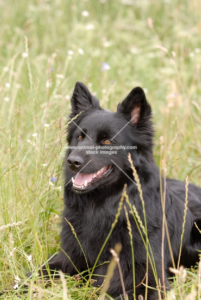 old german sheepdogs portrait