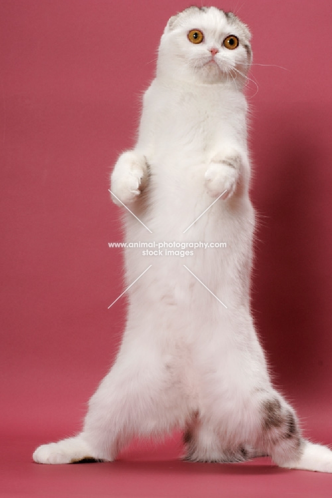 Silver Classic Tabby & White Scottish Fold on hind legs