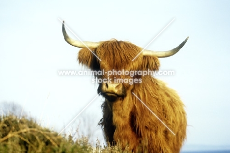 highland cow on eriskay island looking at camera