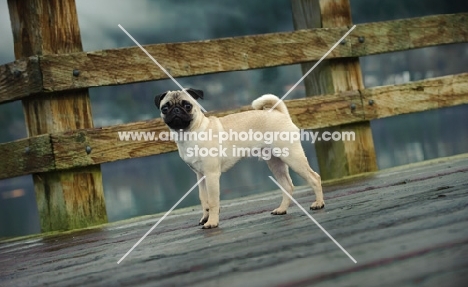 fawn Pug on wooden bridge