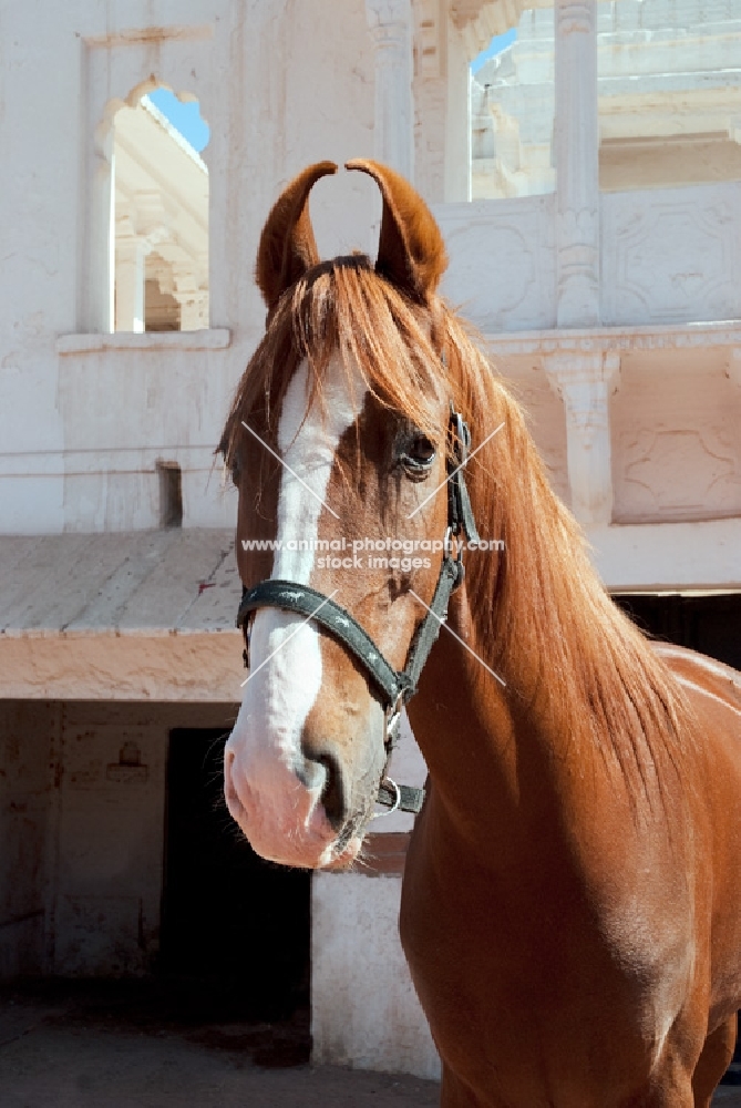 portrait of marwari mare, winner in the Chetri Marwari horse show