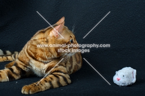 profile of Bengal cat with toy