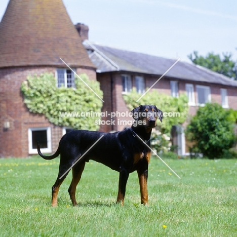 undocked dobermann standing on grass