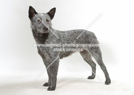 Australian stumpy tail cattle dog on white background