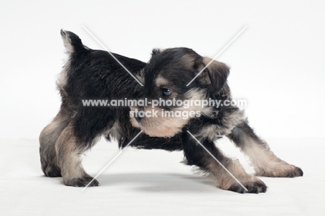 Miniature Schnauzer puppy, looking away