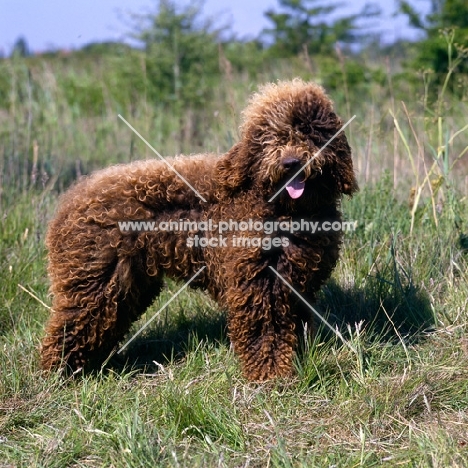 barbet standing in grass