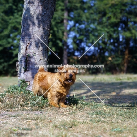 norfolk terrier ch nanfan caper, barking