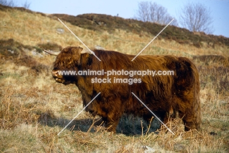 highland cow