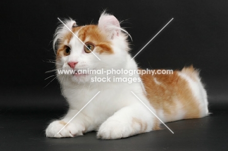 Red Mackerel Tabby & White American Curl, looking away