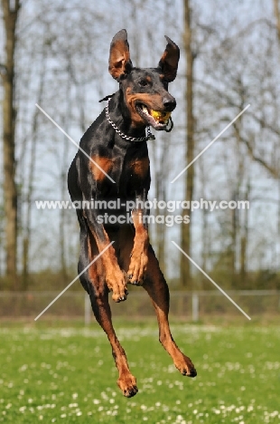 black and tan dobermann jumping in the air