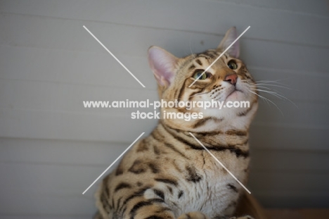 Bengal male cat
