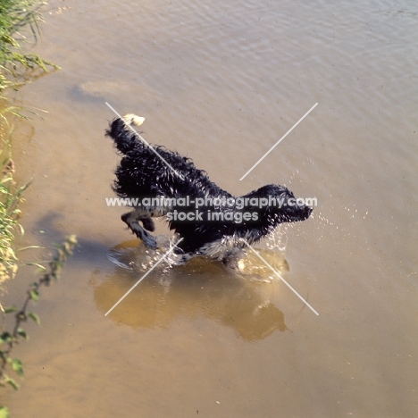 large munsterlander jumping into water